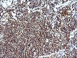 Invitrogen Necdin Monoclonal Antibody (OTI5D1) 100 &mu;L; Unconjugated:Antibodies,