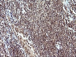 Invitrogen Necdin Monoclonal Antibody (OTI5D1) 100 &mu;L; Unconjugated:Antibodies,