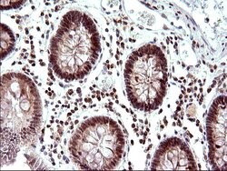 Invitrogen Necdin Monoclonal Antibody (OTI5D1) 100 &mu;L; Unconjugated:Antibodies,