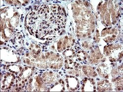 Invitrogen Necdin Monoclonal Antibody (OTI5D1) 100 &mu;L; Unconjugated:Antibodies,