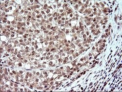 Invitrogen Necdin Monoclonal Antibody (OTI5D1) 100 &mu;L; Unconjugated:Antibodies,