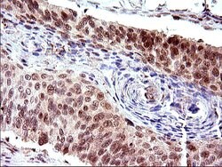 Invitrogen Necdin Monoclonal Antibody (OTI5D1) 100 &mu;L; Unconjugated:Antibodies,