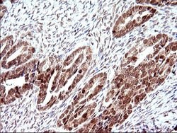 Invitrogen Necdin Monoclonal Antibody (OTI5D1) 100 &mu;L; Unconjugated:Antibodies,