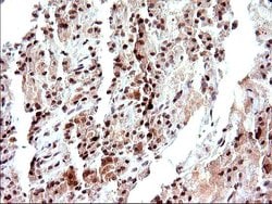 Invitrogen Necdin Monoclonal Antibody (OTI5D1) 100 &mu;L; Unconjugated:Antibodies,