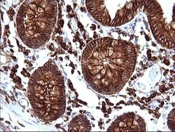 Invitrogen SCAMP2 Monoclonal Antibody (OTI1H10) 100 &mu;L; Unconjugated:Antibodies,