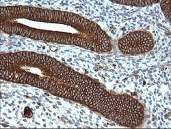 Invitrogen SCAMP2 Monoclonal Antibody (OTI1H10) 100 &mu;L; Unconjugated:Antibodies,