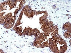 Invitrogen SCAMP2 Monoclonal Antibody (OTI1H10) 100 &mu;L; Unconjugated:Antibodies,
