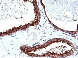 Invitrogen SCAMP2 Monoclonal Antibody (OTI1H10) 100 &mu;L; Unconjugated:Antibodies,