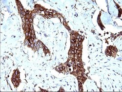 Invitrogen SCAMP2 Monoclonal Antibody (OTI1H10) 100 &mu;L; Unconjugated:Antibodies,