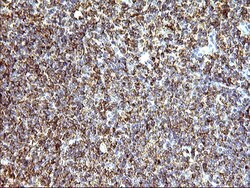 Invitrogen SCAMP2 Monoclonal Antibody (OTI1H10) 100 &mu;L; Unconjugated:Antibodies,