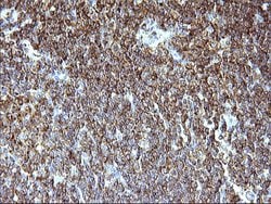 Invitrogen SCAMP2 Monoclonal Antibody (OTI1H10) 100 &mu;L; Unconjugated:Antibodies,