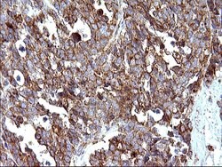 Invitrogen SCAMP2 Monoclonal Antibody (OTI1H10) 100 &mu;L; Unconjugated:Antibodies,
