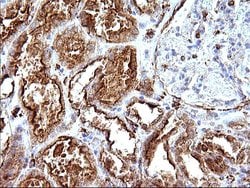 Invitrogen SCAMP2 Monoclonal Antibody (OTI1H10) 100 &mu;L; Unconjugated:Antibodies,