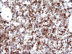 Invitrogen SCAMP2 Monoclonal Antibody (OTI1H10) 100 &mu;L; Unconjugated:Antibodies,