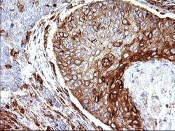 Invitrogen SCAMP2 Monoclonal Antibody (OTI1H10) 100 &mu;L; Unconjugated:Antibodies,