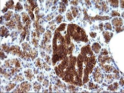 Invitrogen SCAMP2 Monoclonal Antibody (OTI1H10) 100 &mu;L; Unconjugated:Antibodies,