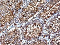 Invitrogen SCAMP2 Monoclonal Antibody (OTI1H10) 100 &mu;L; Unconjugated:Antibodies,