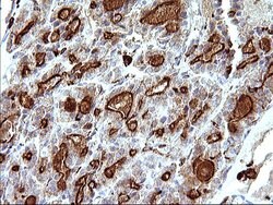 Invitrogen SCAMP2 Monoclonal Antibody (OTI1H10) 100 &mu;L; Unconjugated:Antibodies,