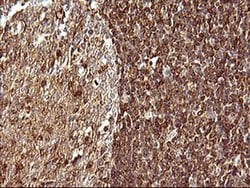 Invitrogen SCAMP2 Monoclonal Antibody (OTI3C2) 100 &mu;L; Unconjugated:Antibodies,