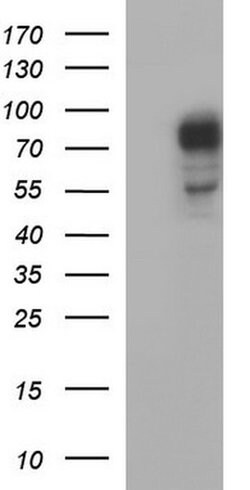 Invitrogen CEP68 Monoclonal Antibody (OTI1F6) 100 &mu;L; Unconjugated:Antibodies,