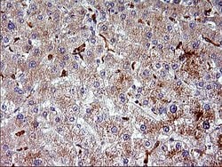 Invitrogen HSD17B4 Monoclonal Antibody (OTI4C4) 100 &mu;L | Buy Online | Invitrogen&trade; | Fisher Scientific