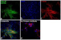 Invitrogen TOLLIP Monoclonal Antibody (OTI2A4) 100 &mu;L; Unconjugated:Antibodies,