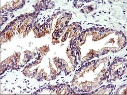 Invitrogen TOLLIP Monoclonal Antibody (OTI2A4) 100 &mu;L; Unconjugated:Antibodies,