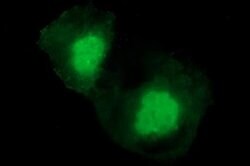 Invitrogen CHAC1 Monoclonal Antibody (OTI4A11) 100 &mu;L; Unconjugated:Antibodies,