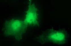 CHAC1 Monoclonal Antibody (OTI1E2):Antibodies, Monoclonal