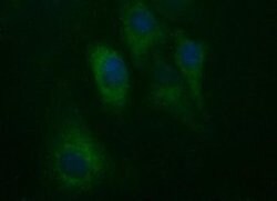 Invitrogen HAUS7 Monoclonal Antibody (OTI2G1) 100 &mu;L; Unconjugated:Antibodies,