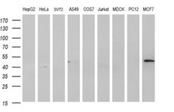 Invitrogen HAUS7 Monoclonal Antibody (OTI2G1) 100 &mu;L; Unconjugated:Antibodies,