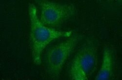 Invitrogen HAUS7 Monoclonal Antibody (OTI2E9) 100 &mu;L; Unconjugated:Antibodies,
