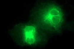 Invitrogen SR-BI Monoclonal Antibody (OTI1F3) 100 &mu;L; Unconjugated:Antibodies,