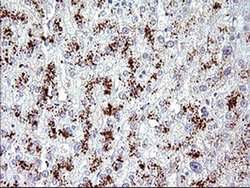 Invitrogen AMOT Monoclonal Antibody (OTI3F9) 100 &mu;L; Unconjugated:Antibodies,
