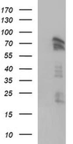Invitrogen AMOT Monoclonal Antibody (OTI3F9) 100 &mu;L; Unconjugated:Antibodies,