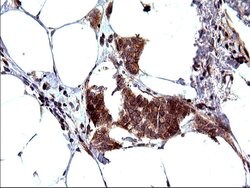 Invitrogen SHBG Monoclonal Antibody (OTI1H10) 100 &mu;L; Unconjugated:Antibodies,