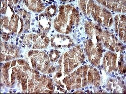Invitrogen SHBG Monoclonal Antibody (OTI1H10) 100 &mu;L; Unconjugated:Antibodies,