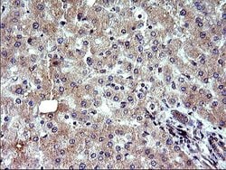 Invitrogen SHBG Monoclonal Antibody (OTI1H10) 100 &mu;L; Unconjugated:Antibodies,