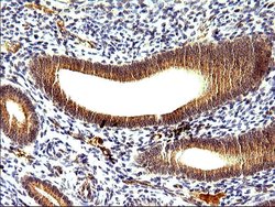 Invitrogen SHBG Monoclonal Antibody (OTI1H10) 100 &mu;L; Unconjugated:Antibodies,