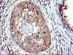 Invitrogen SHBG Monoclonal Antibody (OTI1H10) 100 &mu;L; Unconjugated:Antibodies,