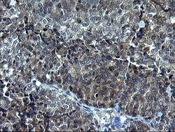 Invitrogen SCF Monoclonal Antibody (OTI5F6) 100 &mu;L; Unconjugated:Antibodies,