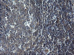 Invitrogen SCF Monoclonal Antibody (OTI5F6) 100 &mu;L; Unconjugated:Antibodies,