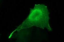 Invitrogen SPHK1 Monoclonal Antibody (OTI1A6) 100 &mu;L; Unconjugated:Antibodies,