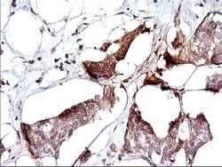 Invitrogen SPHK1 Monoclonal Antibody (OTI1A6) 100 &mu;L; Unconjugated:Antibodies,