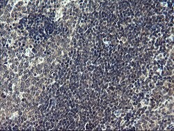 Invitrogen FNDC8 Monoclonal Antibody (OTI1F4) 100 &mu;L; Unconjugated:Antibodies,