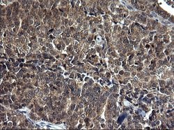 Invitrogen SCP2 Monoclonal Antibody (OTI1E4) 100 &mu;L; Unconjugated:Antibodies,