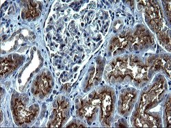 Invitrogen SCP2 Monoclonal Antibody (OTI1D2) 100 &mu;L; Unconjugated:Antibodies,