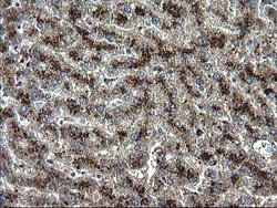Invitrogen SCP2 Monoclonal Antibody (OTI1D2) 100 &mu;L; Unconjugated:Antibodies,