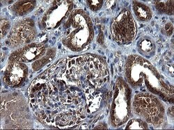 Invitrogen SCRN1 Monoclonal Antibody (OTI1E4) 100 &mu;L; Unconjugated:Antibodies,