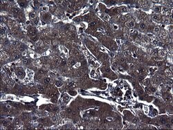 Invitrogen SCRN1 Monoclonal Antibody (OTI1E4) 100 &mu;L; Unconjugated:Antibodies,